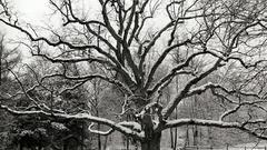 Seasons nature Trees