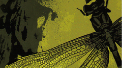 Second Coheed by darynar