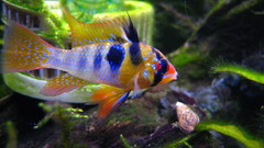 Seconded way too many