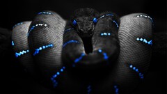 selective coloring Boa constrictor digital art Animals snake