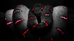 selective coloring Reptiles Boa constrictor Animals digital art