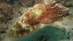 Sepia cuttlefish