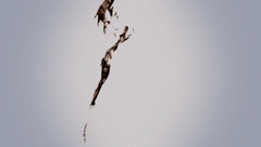 Serial Experiment sone morespin