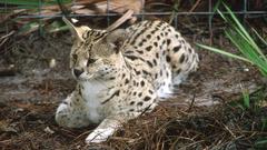 Serval Wanted but Got