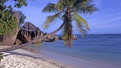 Seychelles palm trees Beaches