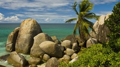 Seychelles palm trees rocks