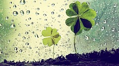 Shamrock Archigraph Reza farsipack