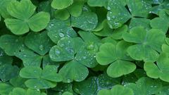 Shamrocks lovely gorgeous beautiful