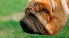Shar pei