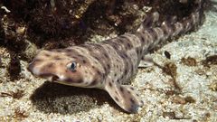 Shark Aquarium and Fish