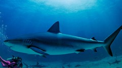 Sharks Bahamas