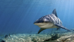 Sharks Brian Skerry