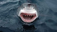 Sharks south australia great white shark)