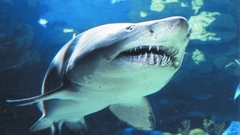 Sharks superorder selachimorpha type