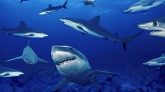 Sharks underwater