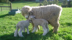 Sheep ewe and lamb
