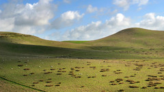 Sheep spots