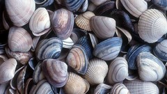 Shell shells seashells nature