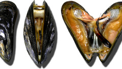 Shellfish Aquarium and Fish