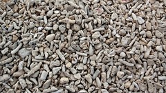 Shells Beaches bonaire