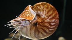 Shells spirals Fibonacci golden ratio nautilus