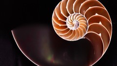 Shells spirals Fibonacci golden ratio nautilus