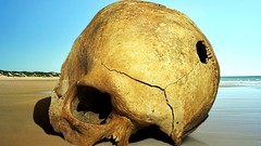 Shelter skulls Lemmy X