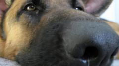 Shepherd do smell troll