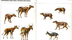 Shit The but always has yeah been