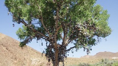 Shoe tree high nature
