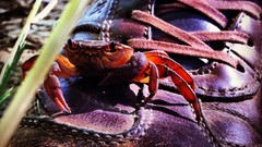 Shoes crabs Cameras Photogen and Nycteris