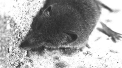 Shrew shrews doindeedlive Life