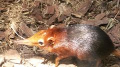 Shrew shrewslike molesare The