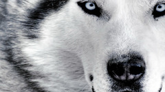 Siberian Husky Animals