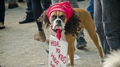 Signs Dogs funny meme