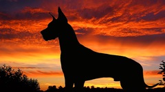 Silhouettes Dogs great dane