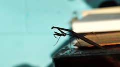 Silhouettes Praying Mantis