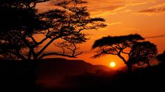 Silhouettes Serengeti sunrise Landscapes