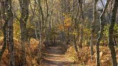 Silver birch woods Oh