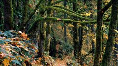 Silver falls state Park