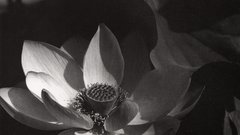Silver lotus The Print edward gelatin steichen 1923