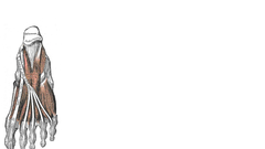 Simple Background Gray's Anatomy