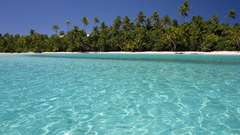 Simple coast paradise waves Palms