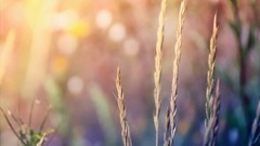 Simplicity nature yellow summer serenity pink light purple calm 