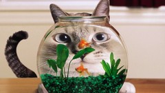 Situation cats goldfish fish tank