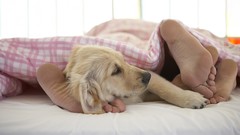 Situation feet Dogs beds