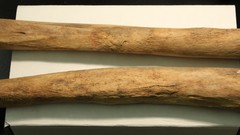 Skeletons archeology Objects remains