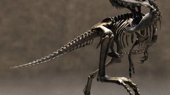 Skeletons fossil Dinosaurs