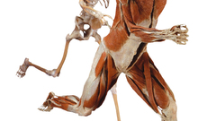 Skeletons muscles running