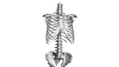 Skeletons ribs Bones human